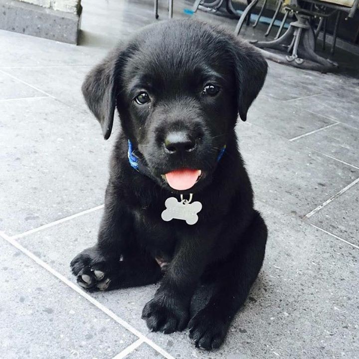 Black Labrador puppy sitting outside